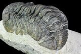 Bargain, Boeckops Trilobite - Nice Eye Facets #105999-4